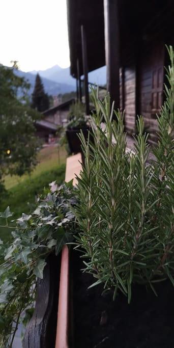 La Maison De Carmen Aosta Dış mekan fotoğraf